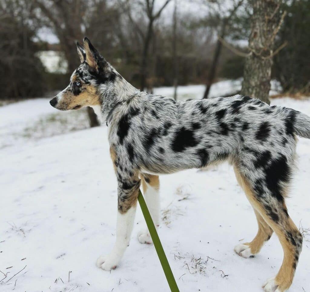 Australian Cattle Dog Husky Mix Colors