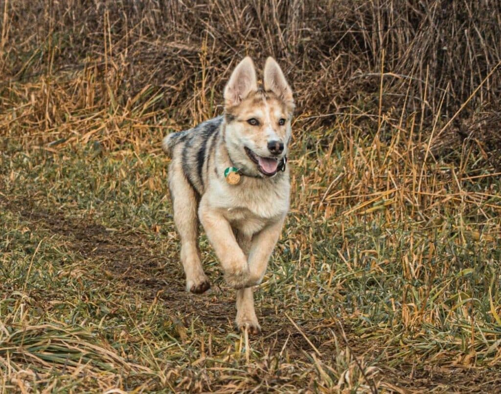 Australian Cattle Dog Husky Mix History