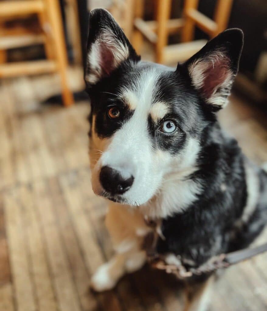 Australian Cattle Dog Husky Mix (Ausky): Owner's Guide