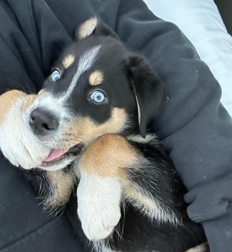 Bernese Mountain Dog Husky Mix (Bernsky): Owner's Guide