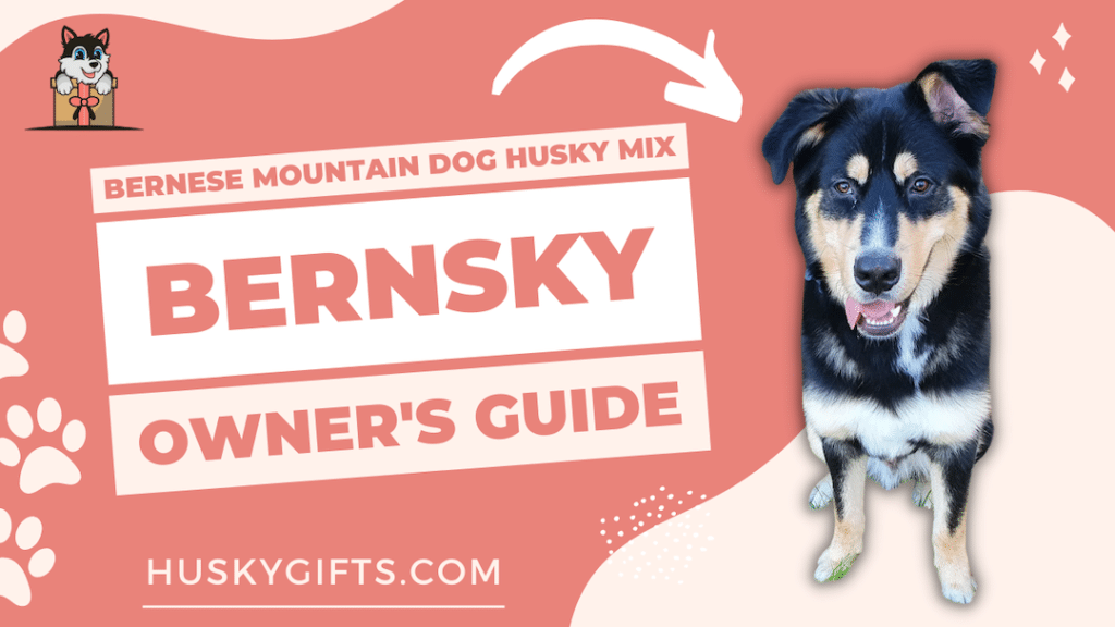 Bernese Mountain Dog Husky Mix (Bernsky) Owner's Guide