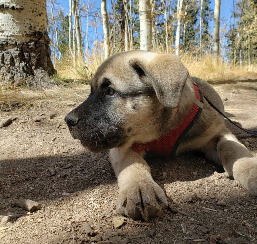 Bullmastiff Husky Mix Physical Activity Level