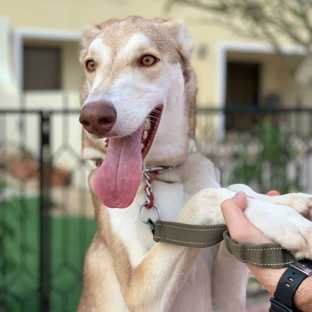 Greyhound Husky Mix (Greysky): Owner's Guide