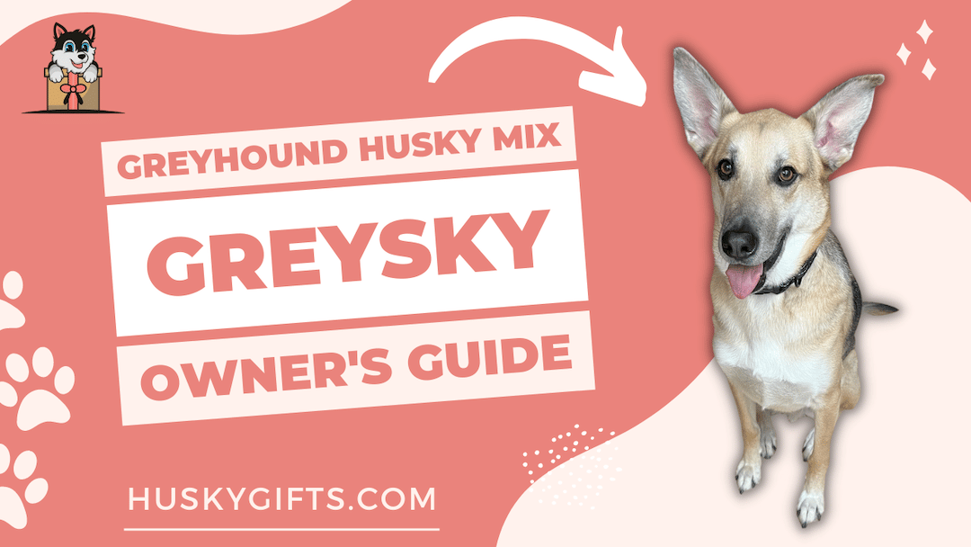 Greyhound Husky Mix - Greysky - Owner's Guide