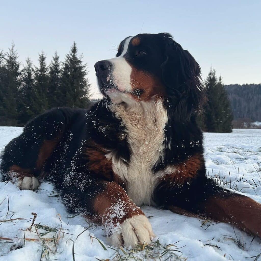 Bernese Mountan Dog Beautful Photo Cushon
