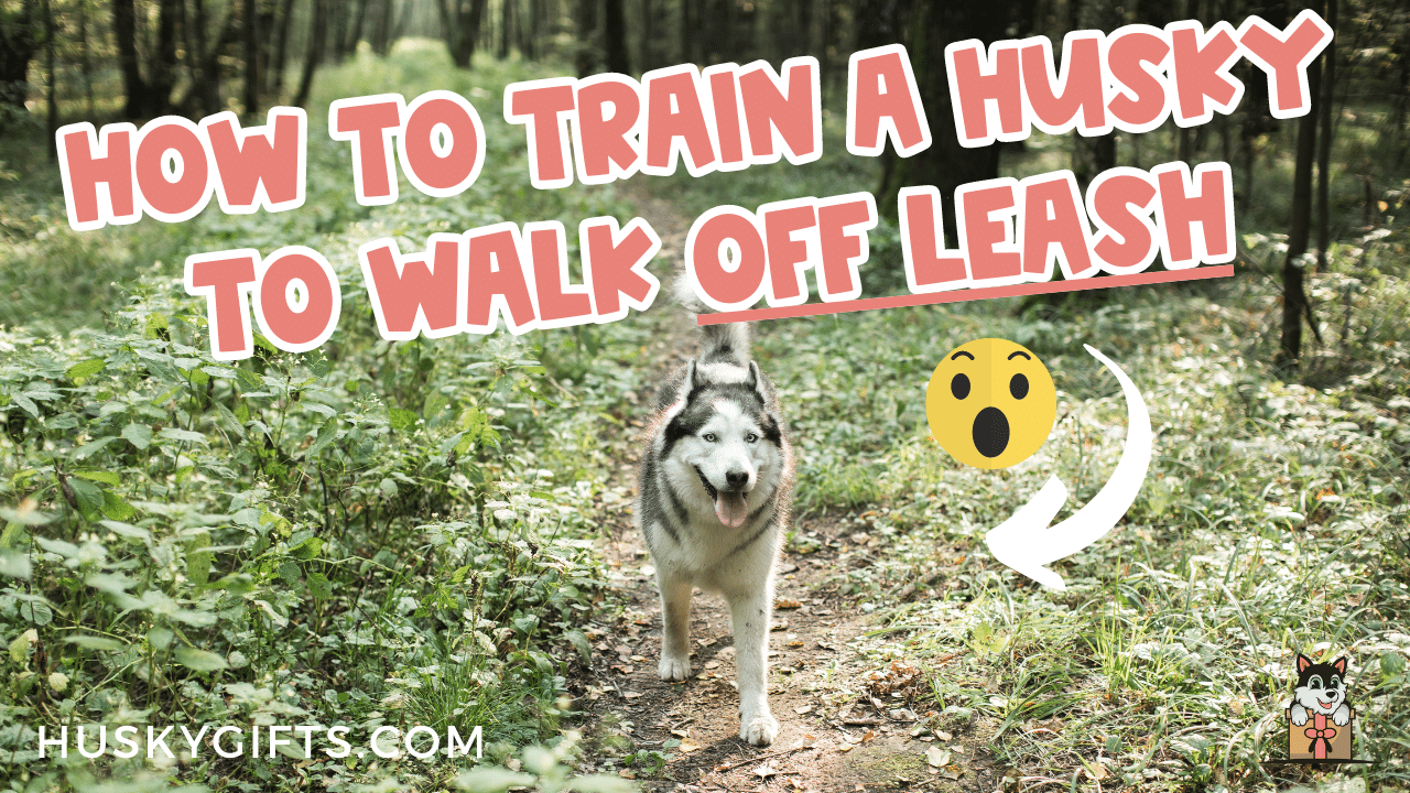 Siberian husky shop off leash