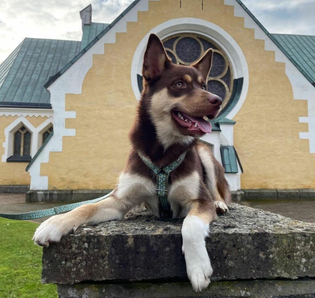 Husky Australian Cattle Dog Mix Health