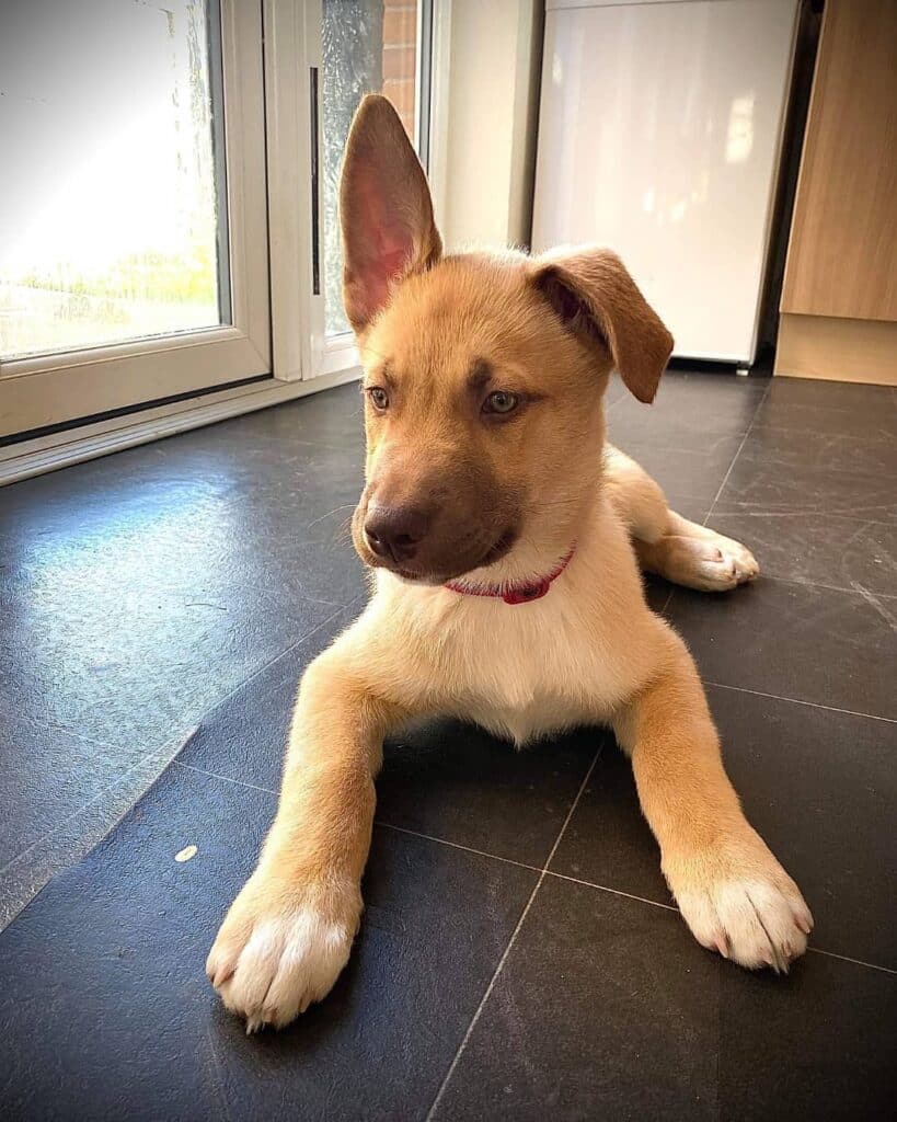 Husky Bullmastiff Mix Training