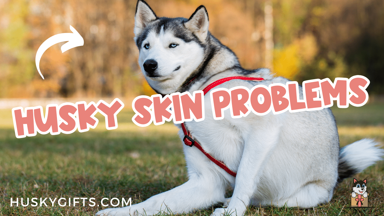 Husky Skin Problems