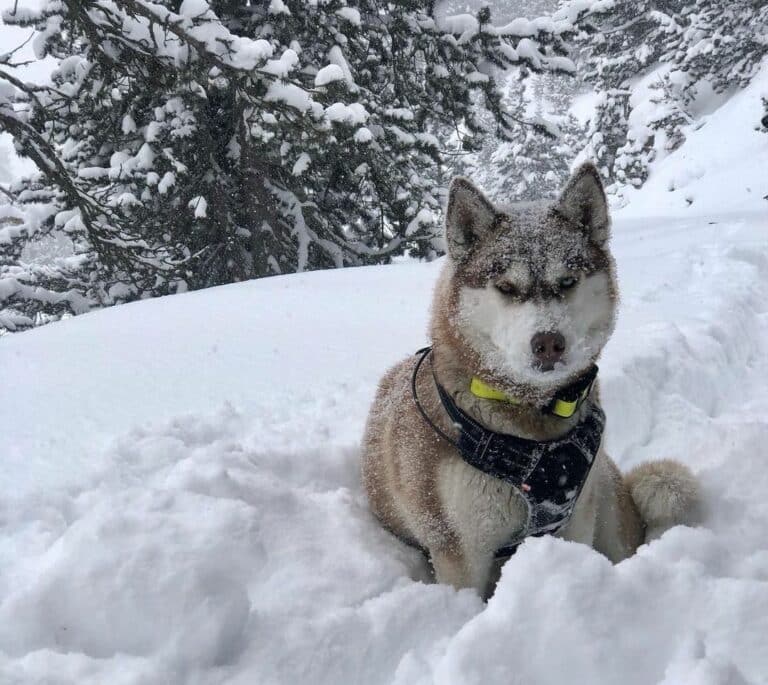 Is 30 Degrees Too Cold For A Husky