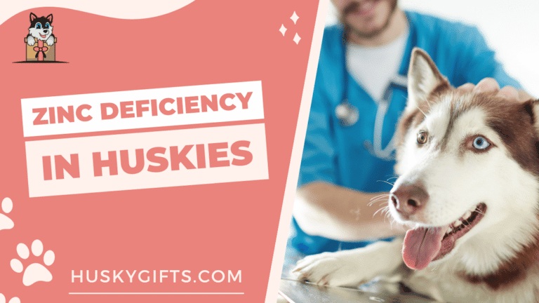 Zinc Deficiency in Huskies (Everything You Need To Know) - Do Dogs Need Zinc From Grass