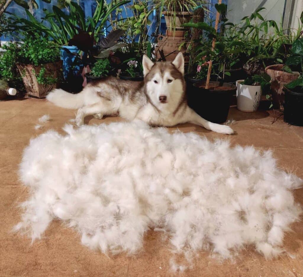 how often does husky shed