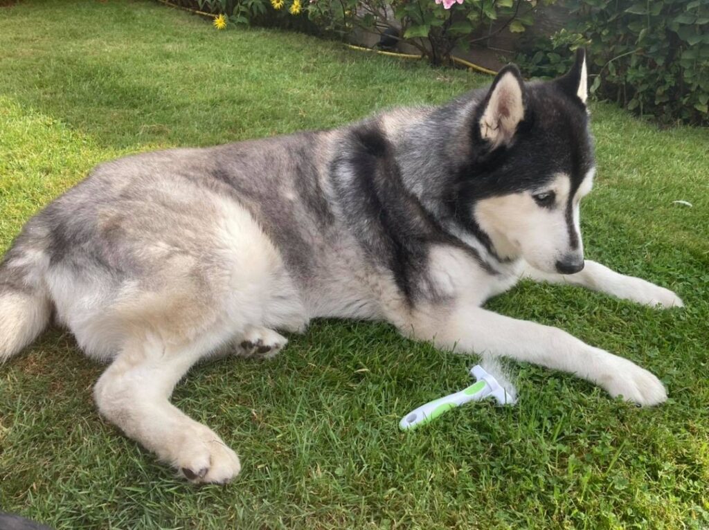 Trimming shop husky fur