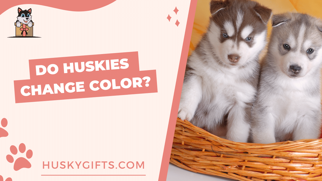 Do Huskies Change Color As They Age?