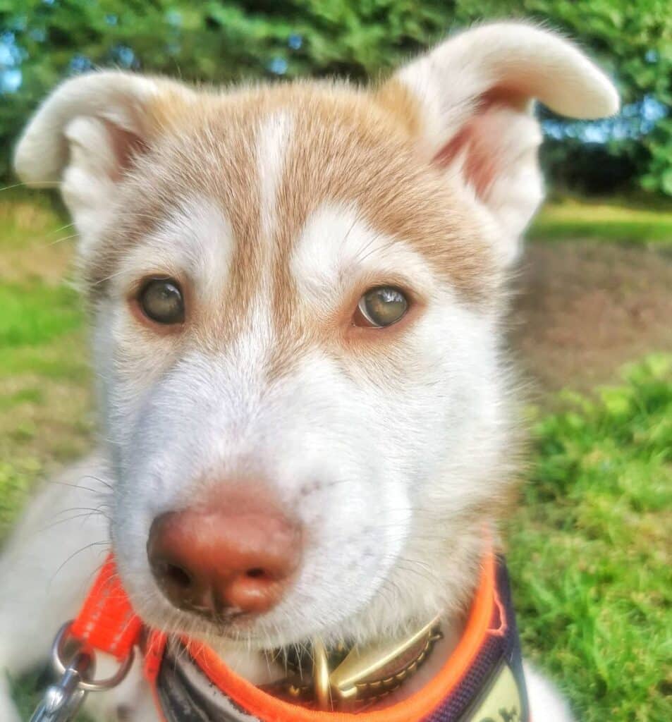 husky with green eyes