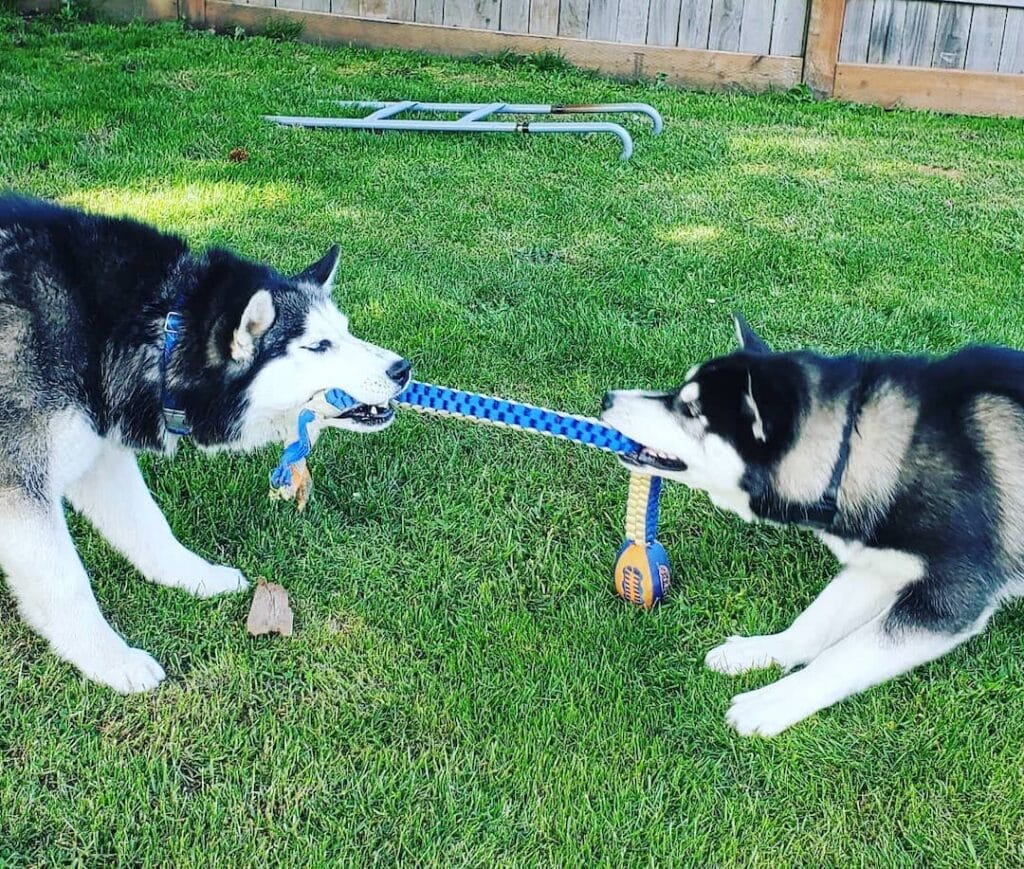 How Much Mental Stimulation Does A Husky Need?