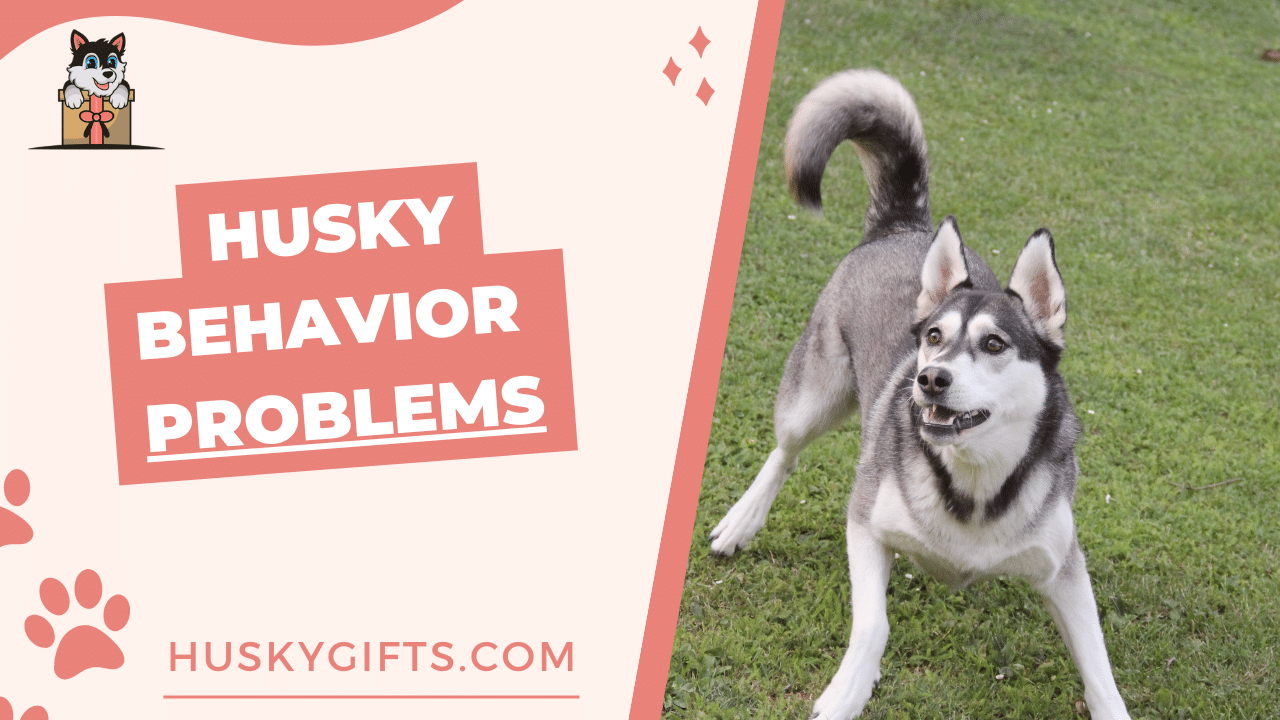 Husky Behavior Problems