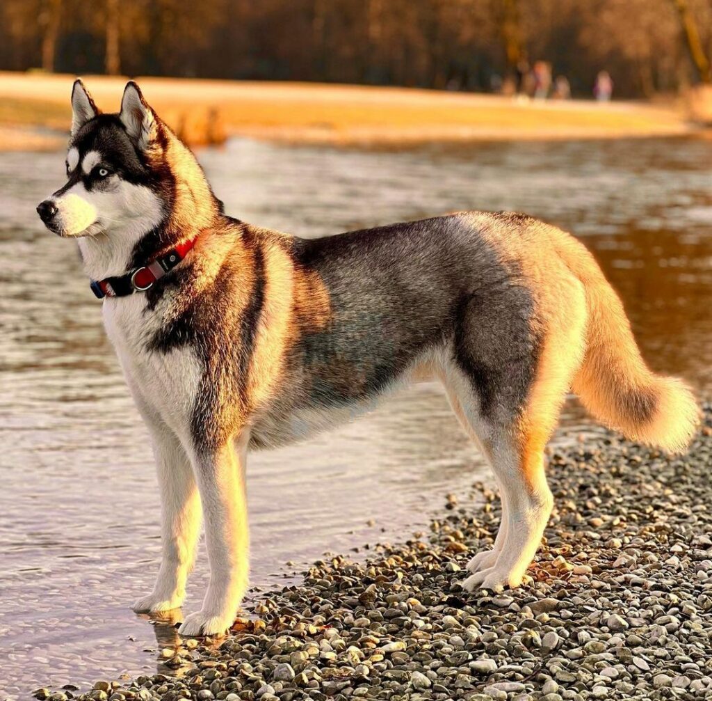 do husky puppies have floppy ears