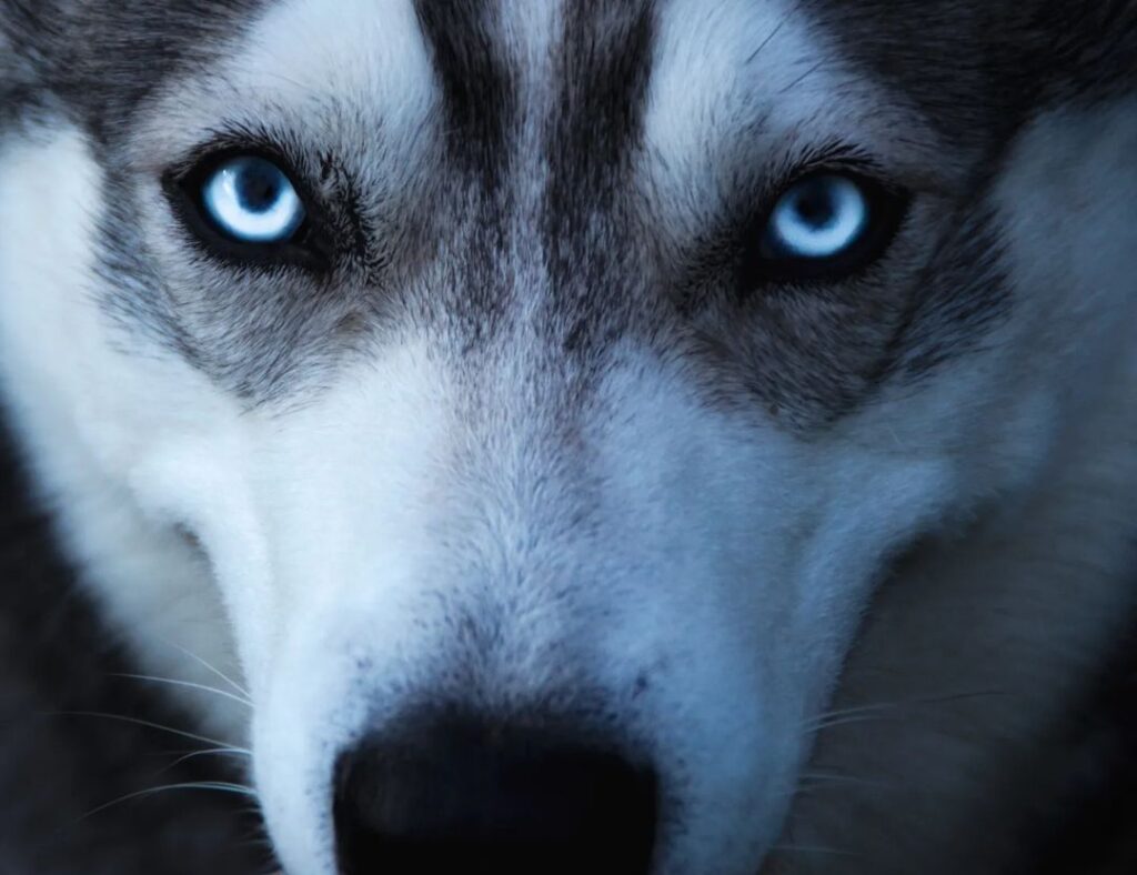 Siberian Husky Eyes (Husky Eye Colors, Problems & Care)