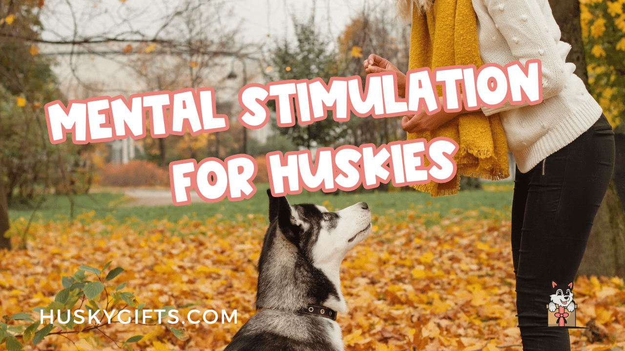 Mental Stimulation For Huskies