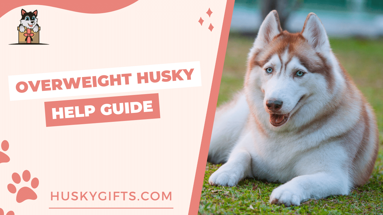 Overweight Husky