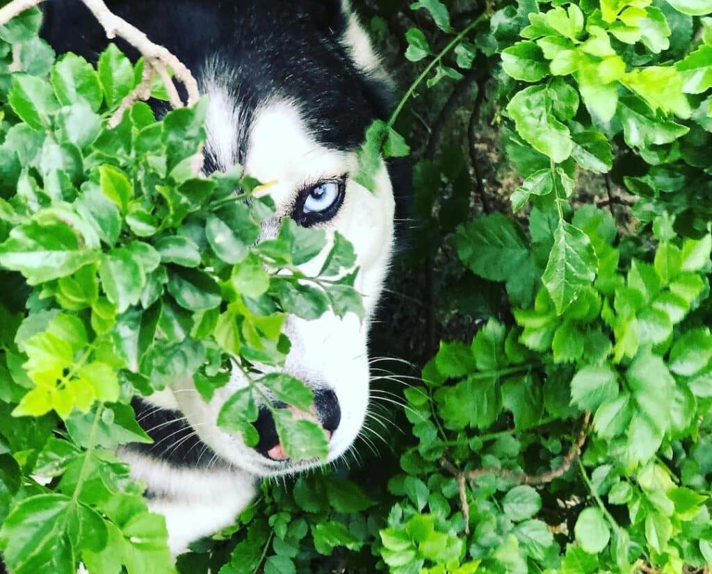 Ways To Provide Mental Stimulation For Huskies At Home