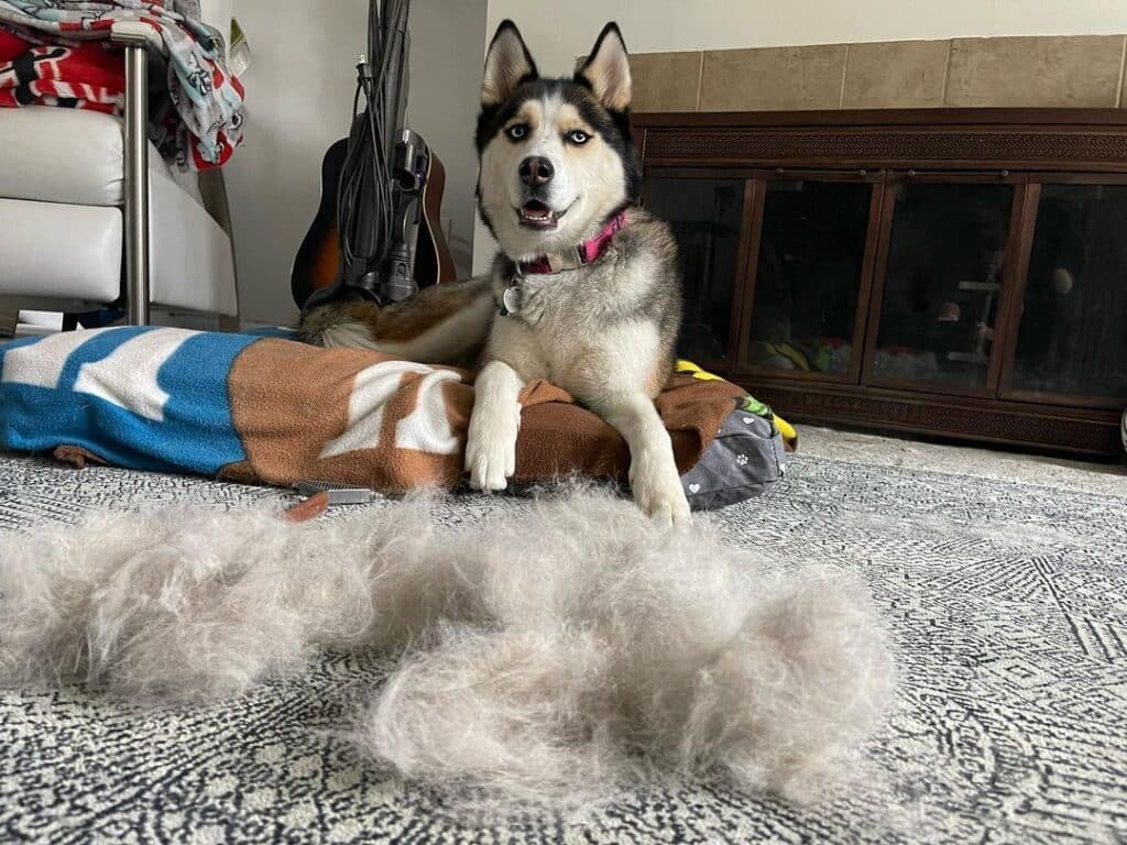 how often does husky shed