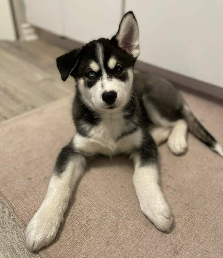 do husky puppies have floppy ears