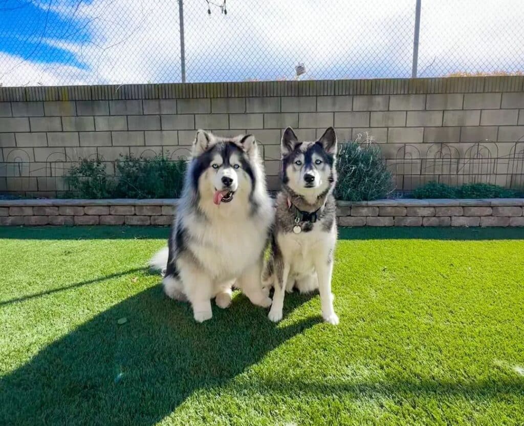 Short coat hotsell siberian husky