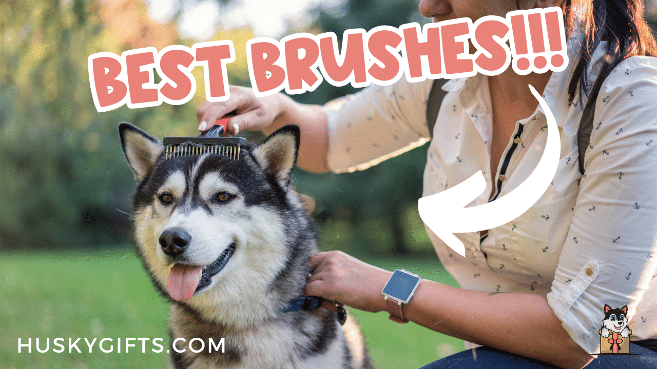 Siberian husky cheap brush