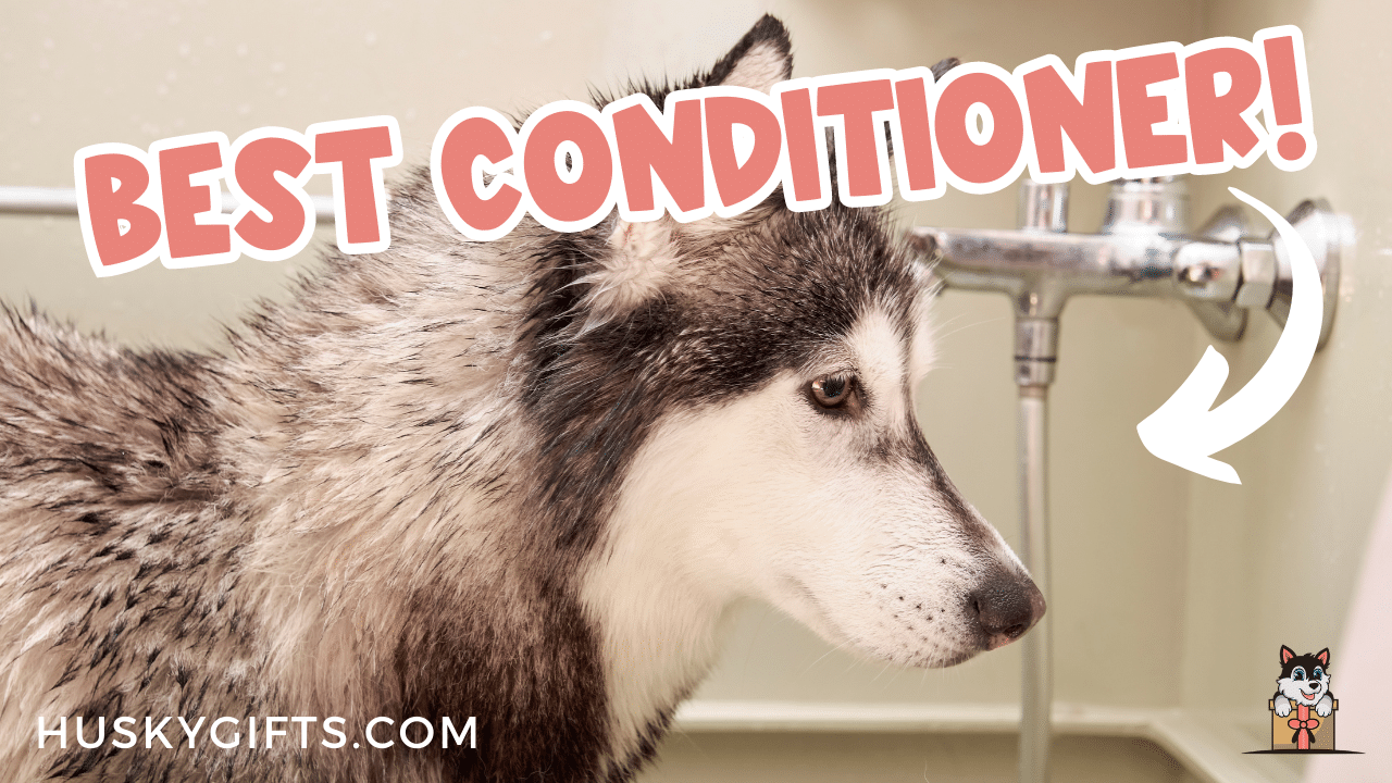 Best Conditioner For Huskies