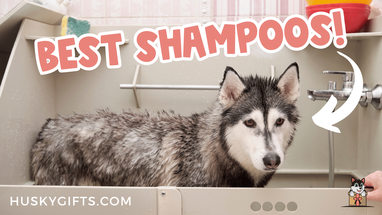 pustes op fjendtlighed Guggenheim Museum Best Dog Shampoo for Huskies 2023 (Dog Groomer Approved)