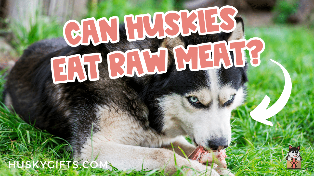 Siberian husky raw outlet diet