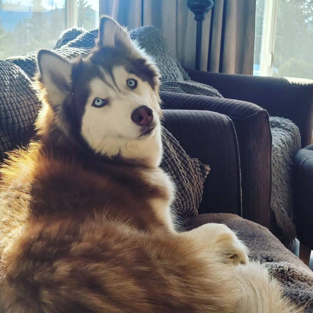 roomba husky hair