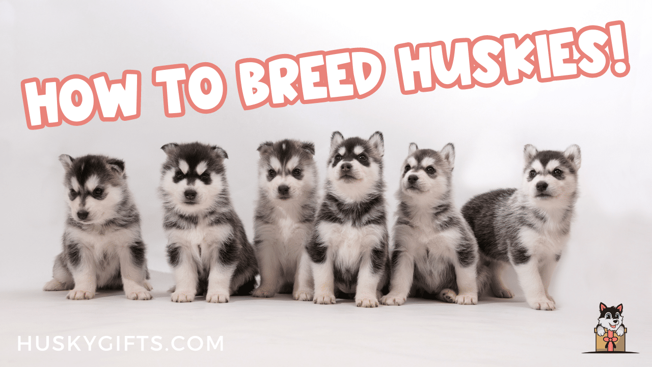 How To Breed Siberian Huskies