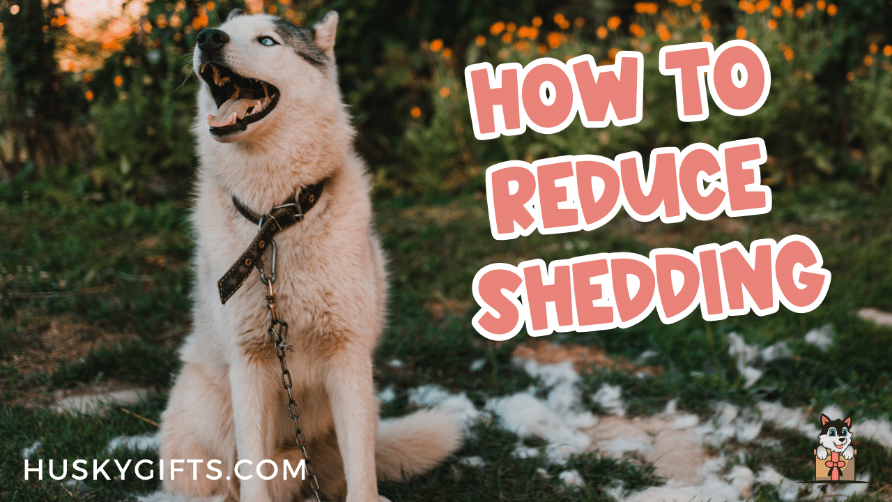 How To Reduce Husky Shedding