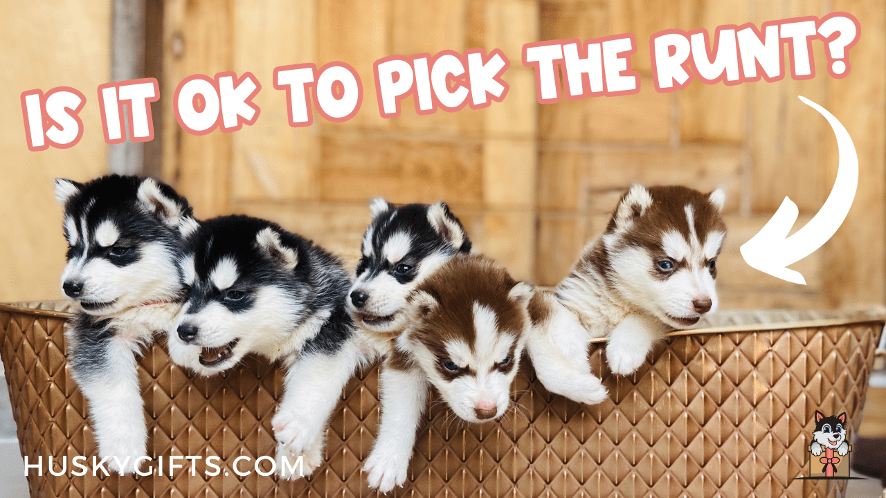 Is It Ok To Pick The Runt Of The Litter?