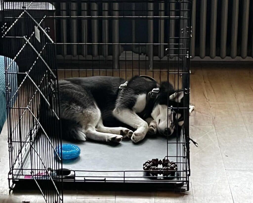 Siberian husky 2025 crate training