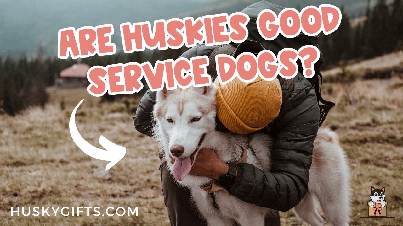 are huskies service dogs