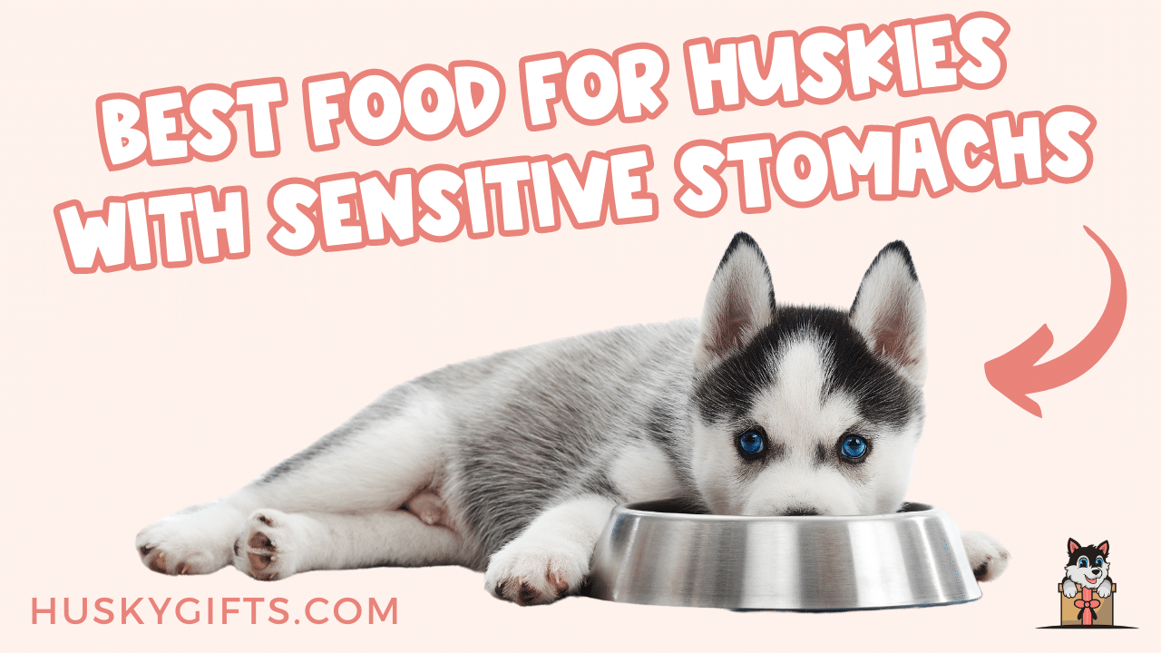 Best Dog Food For Huskies With Sensitive Stomach