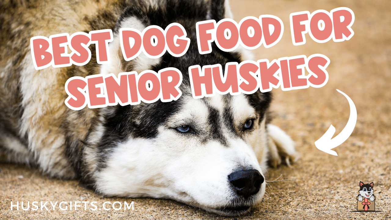 Best Dog Food For Senior Huskies