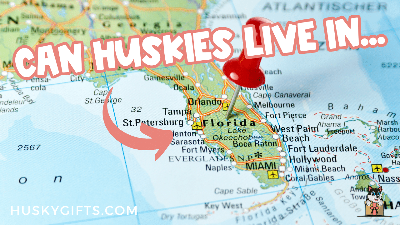 can huskies live in the caribbean