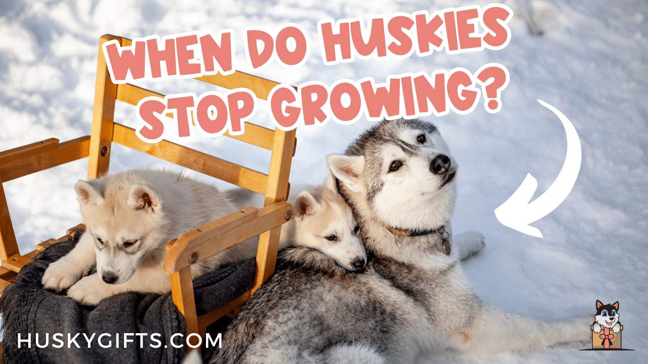 how long does a siberian husky grow