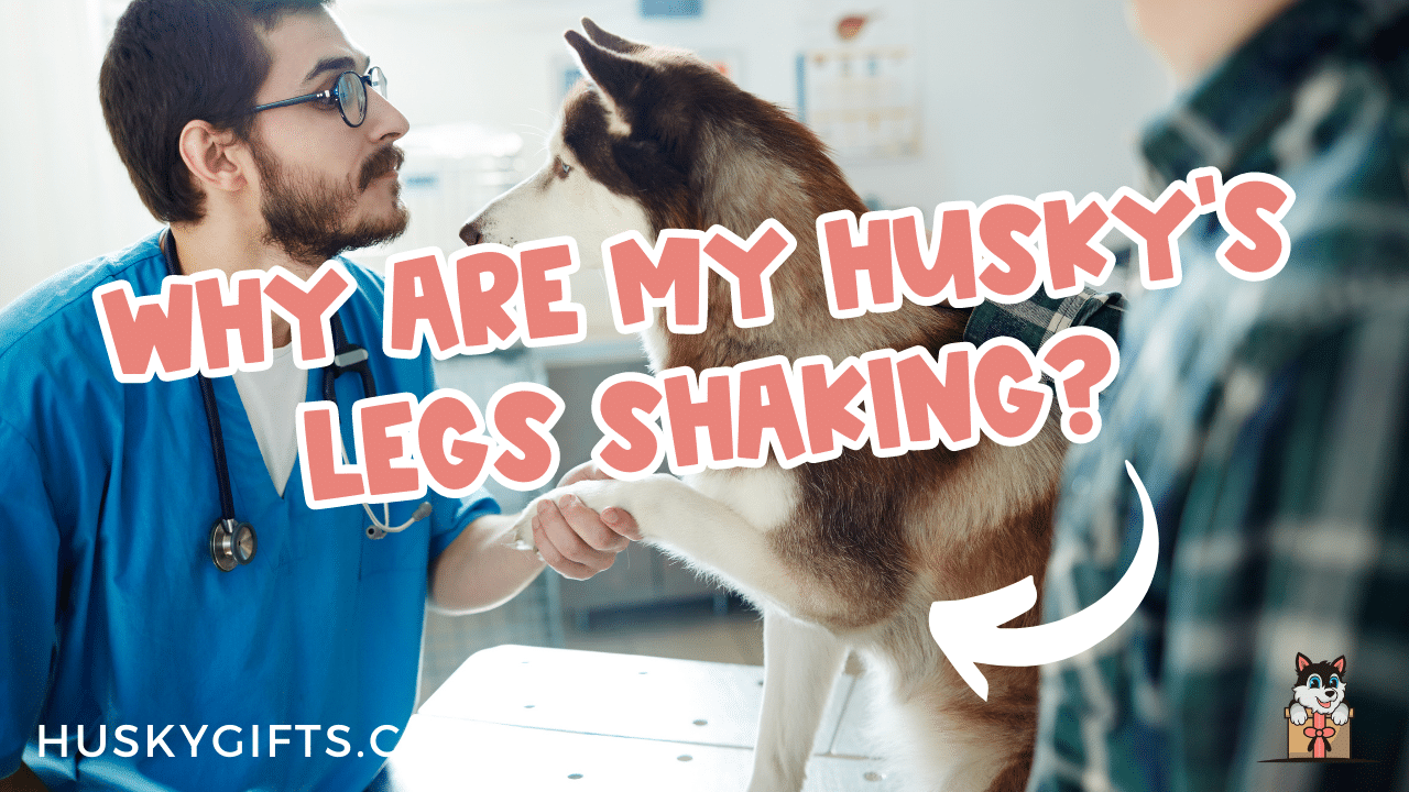 Why Are My Husky's Legs Shaking?