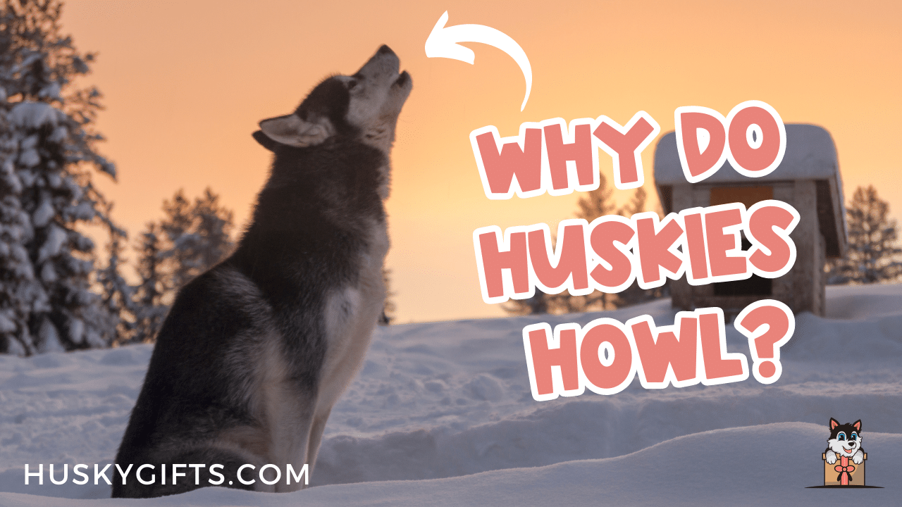 are huskies prone to howling