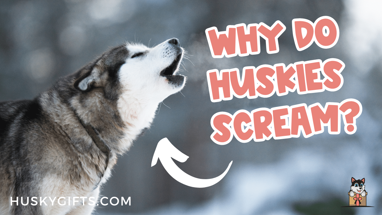 do dogs scream when scared