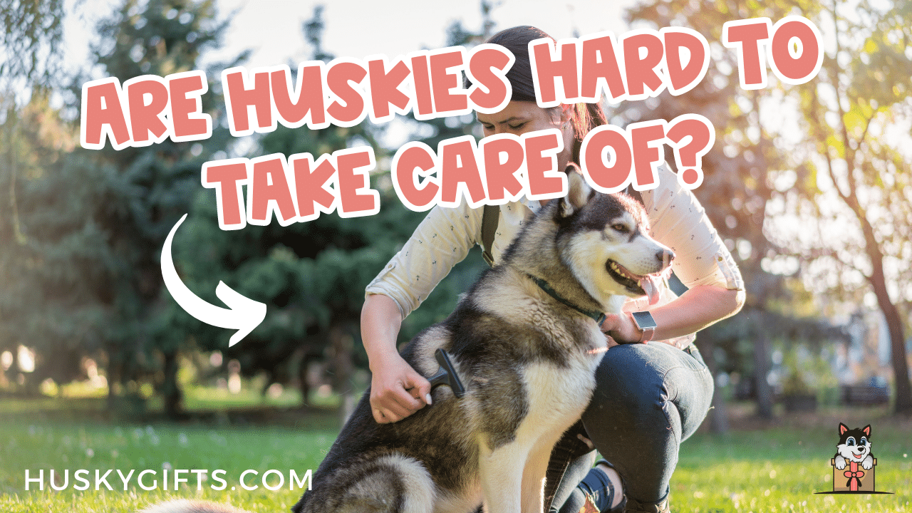 are huskies hard work