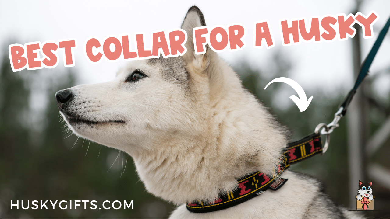 Best collar shop for a husky