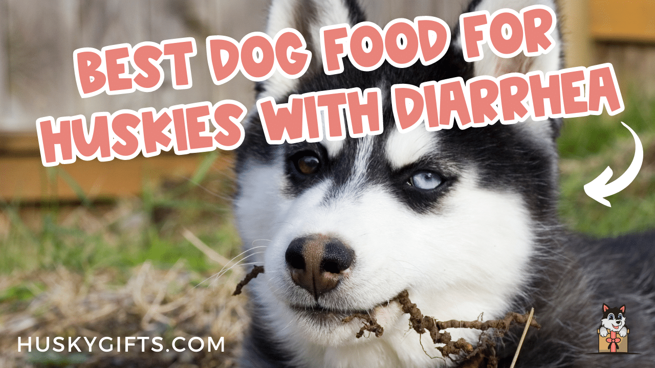 Best Dog Food For Huskies With Diarrhea 2024 (Top Picks)