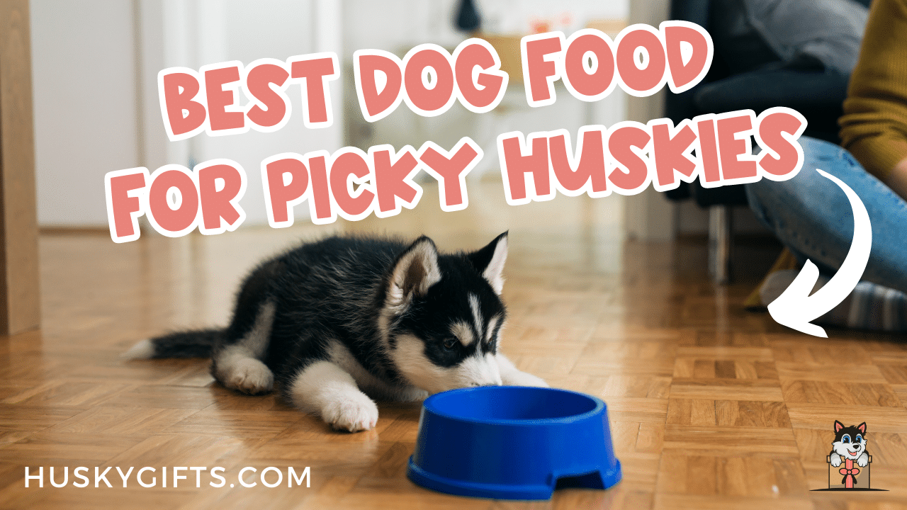 Best Dog Food For Picky Huskies